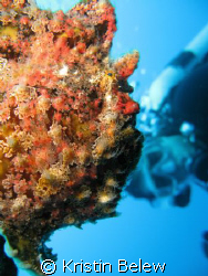 Whos Lookin at who? Commersons Frogfish with my dive bud.... by Kristin Belew 
